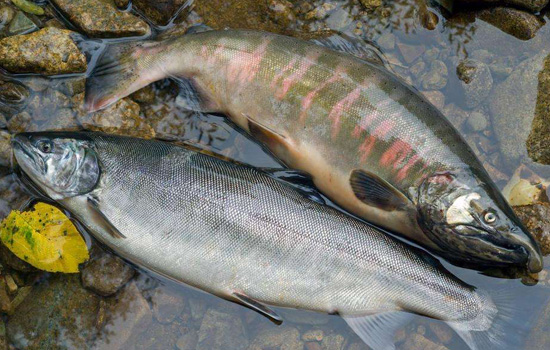 野生三文鱼和养殖三文鱼的区别 养殖三文鱼和野生三文鱼有什么区别