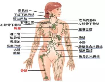 脖子上长疣怎么治 脖子上长肉刺怎么办