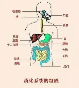 碳酸饮料的危害