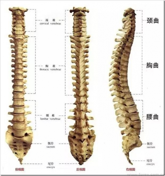 宝宝睡觉要用枕头吗