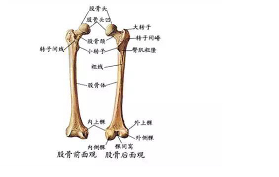 股骨长径是指胎儿什么 股骨长是指胎儿哪里