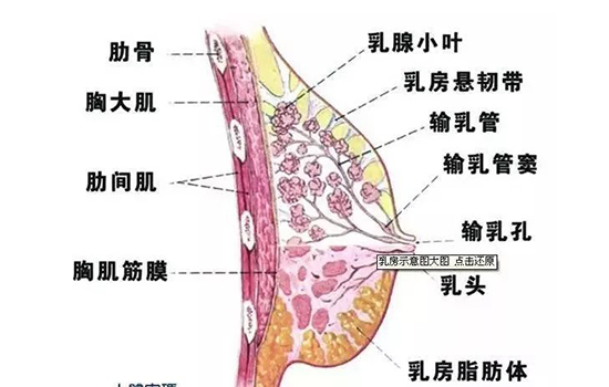 母乳喂养 乳房下垂 母乳喂养会胸下垂吗