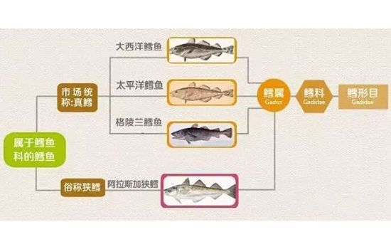 鳕鱼和油鱼的区别图片 鳕鱼和油鱼怎样分辨