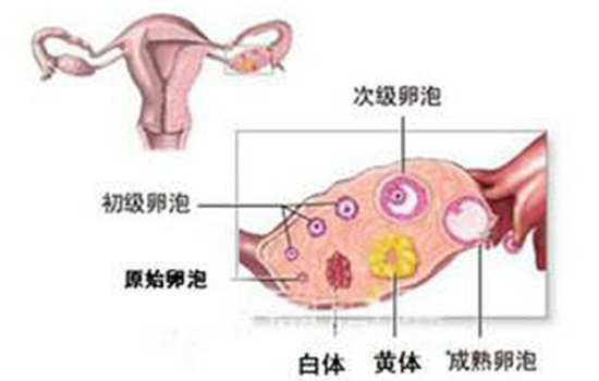 黄体破裂与宫外孕区别 女性朋友应注意两大区别