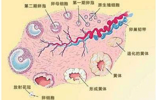 黄体破裂有什么后遗症 黄体破裂有什么影响