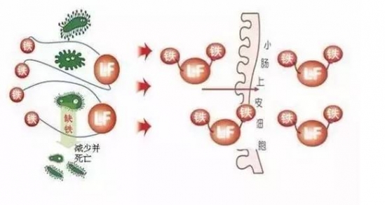 乳铁蛋白的功效与作用 乳铁蛋白八大功效介绍