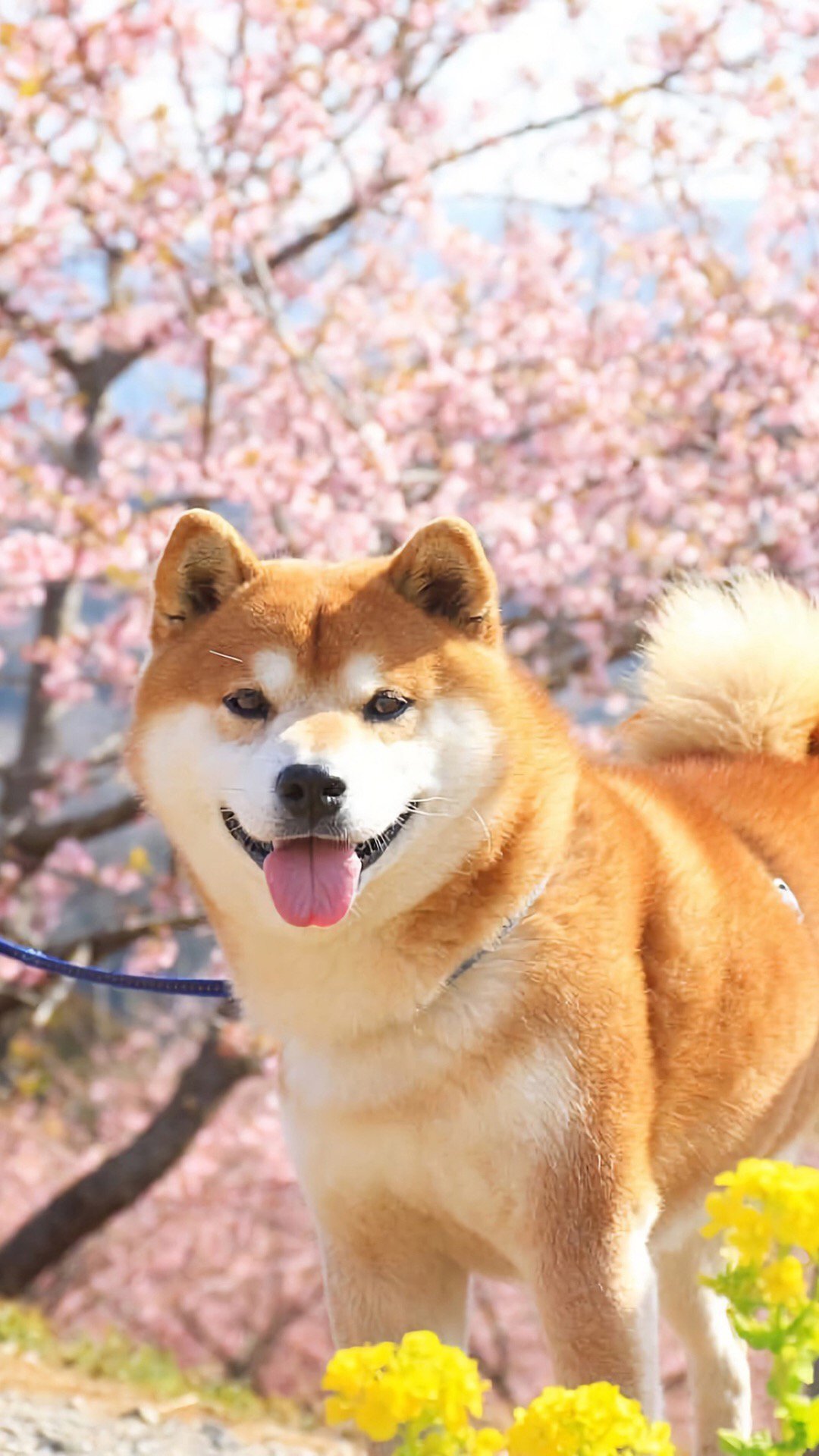 可爱秋田犬高清手机壁纸图片