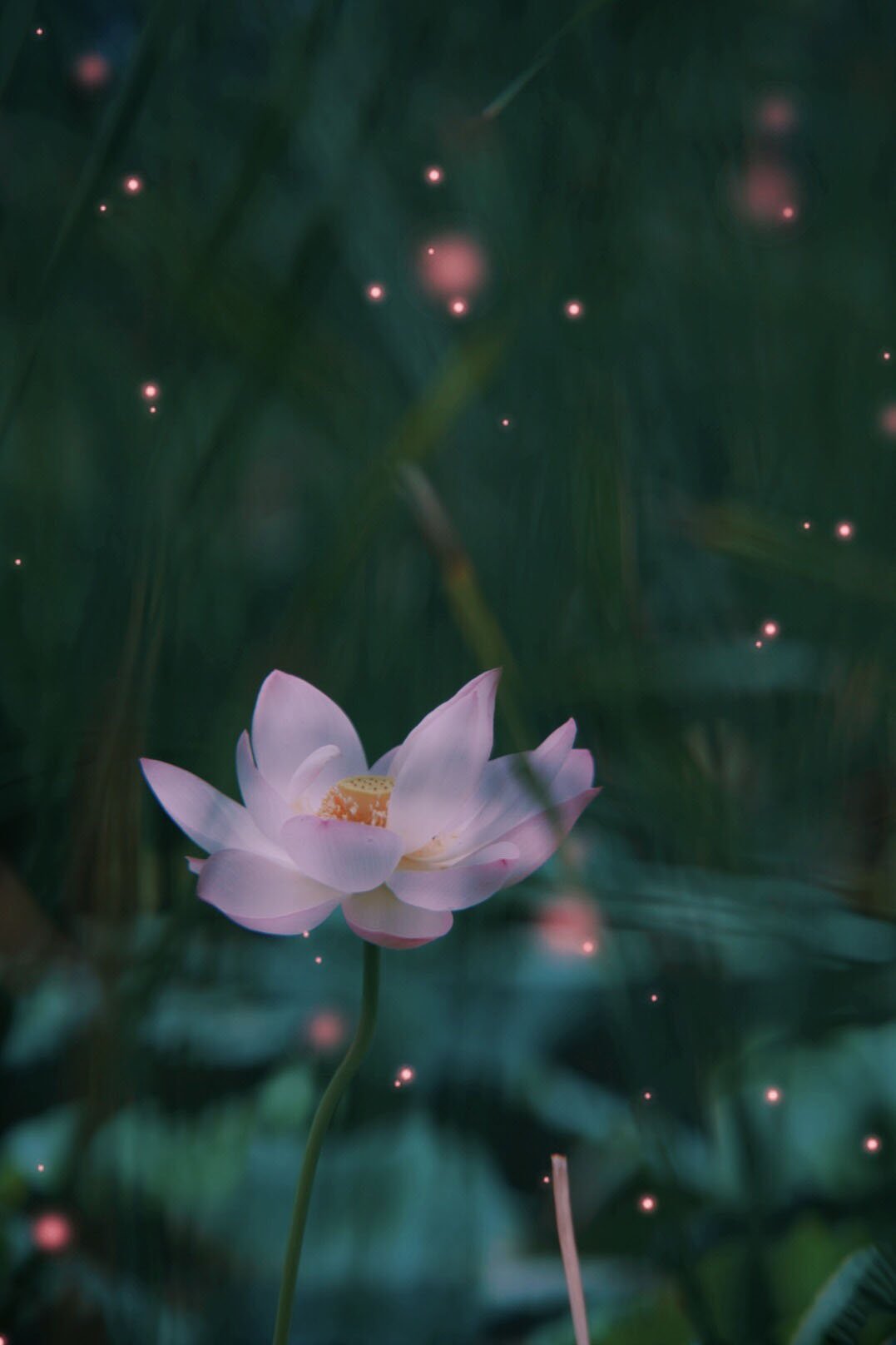 梦幻花卉摄影唯美高清手机壁纸