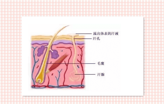 脱腋毛对排汗有影响吗 脱了腋毛会影响排汗吗