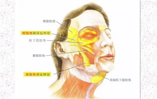 脸部可以抽脂吗 脸上能不能抽脂肪