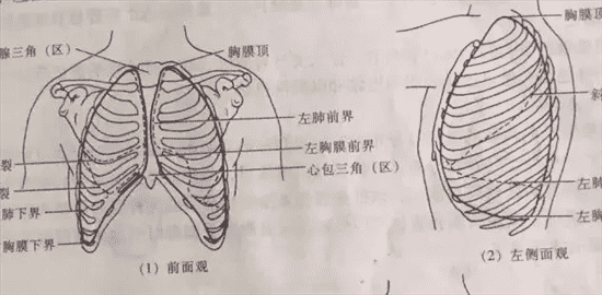 瘦肩针配比 肉毒素瘦肩的配比