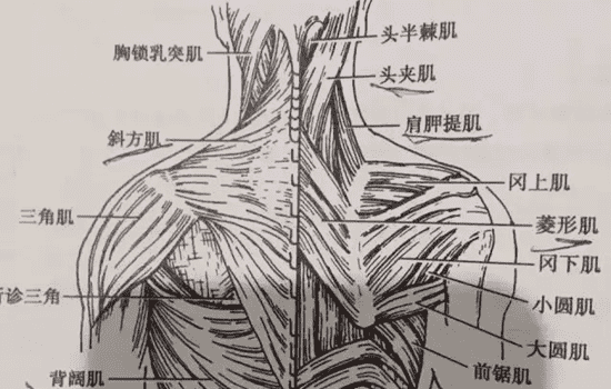 瘦肩针配比 肉毒素瘦肩的配比