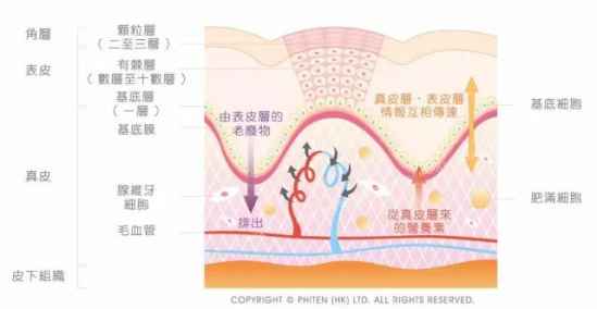 线雕提升能维持多久