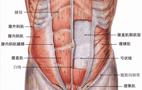 六块腹肌和八块腹肌的区别 六块腹肌好还是八块好
