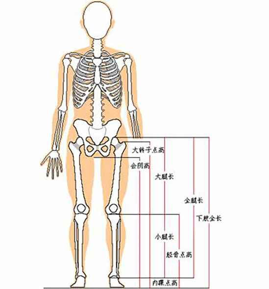 什么样的腿算长 多长的腿才算大长腿