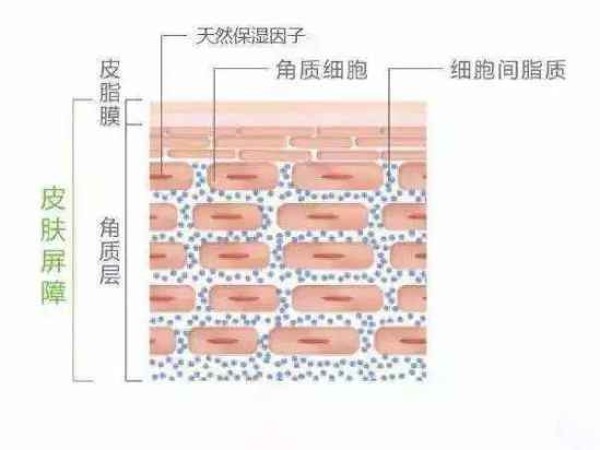 增加角质层厚度的方法 怎样增加角质层的厚度