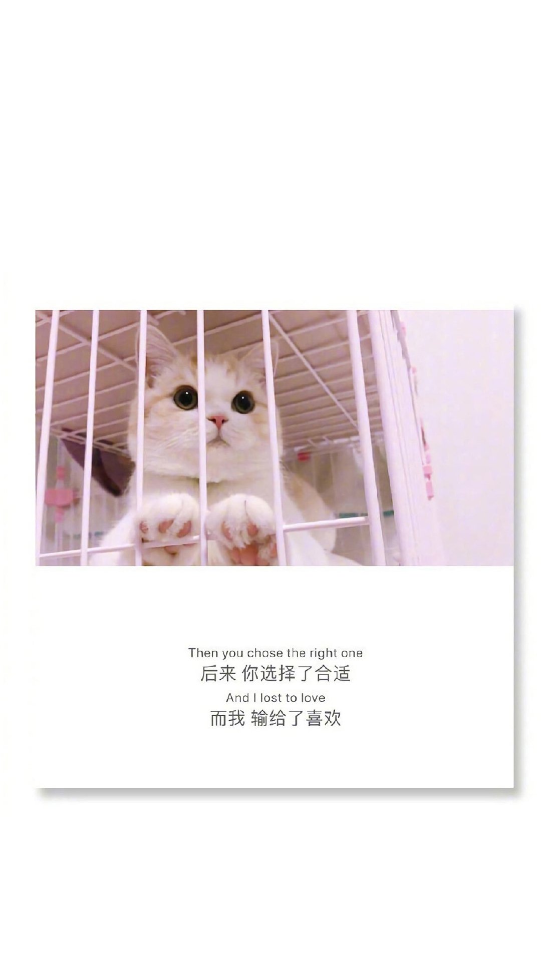 猫咪背景文字图片高清手机壁纸